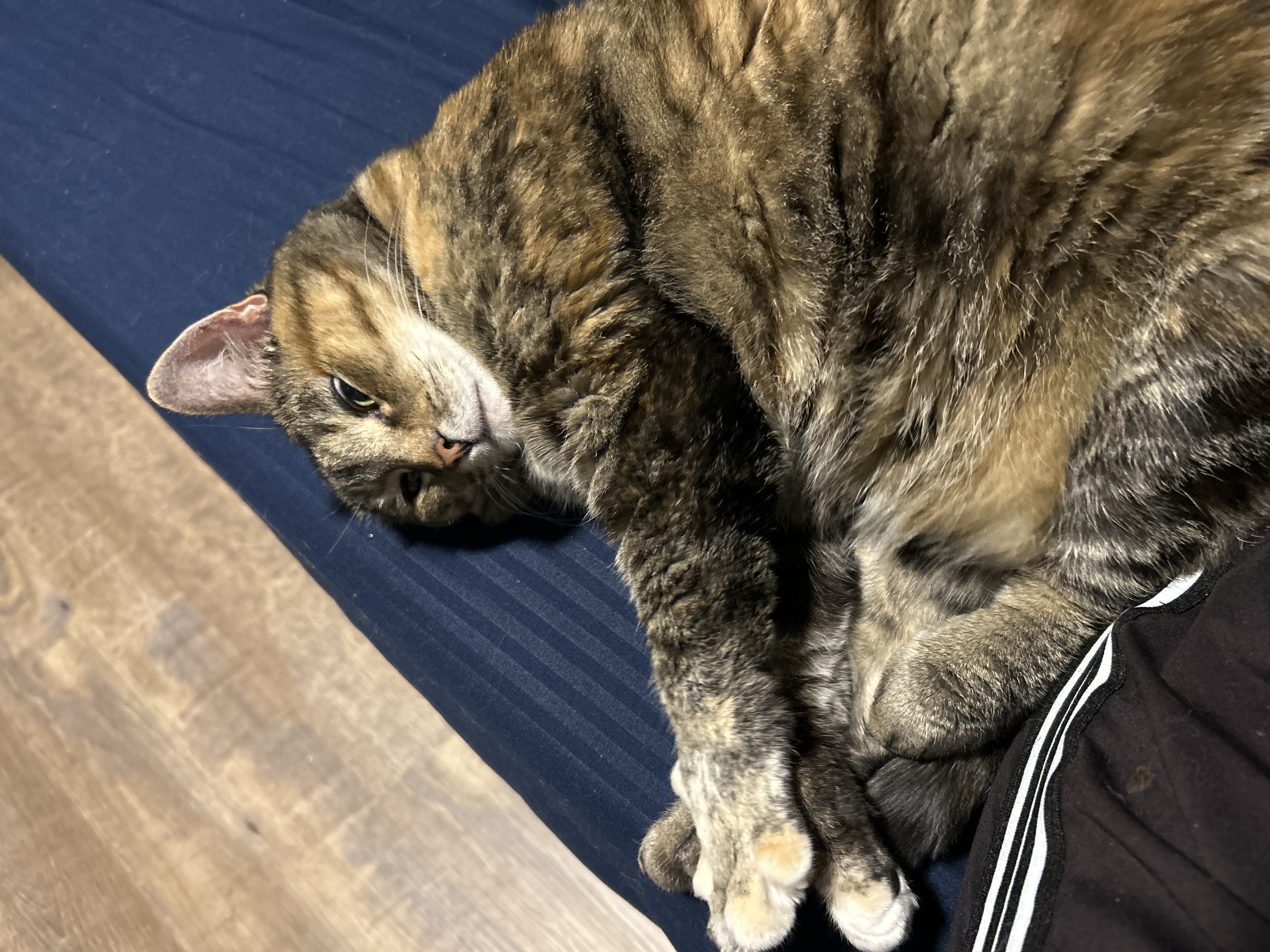 Spooky the Cat
