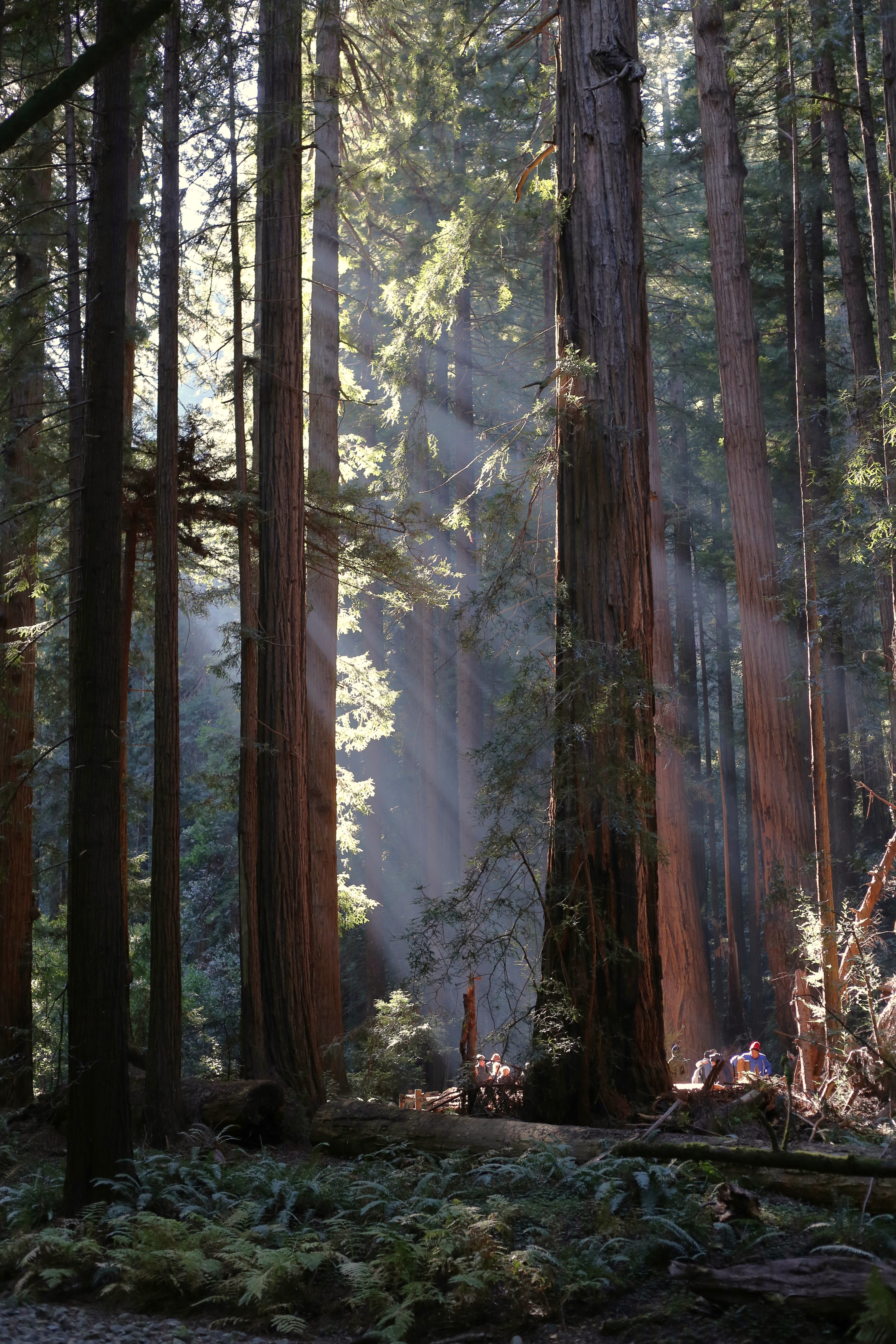 Redwood Forest